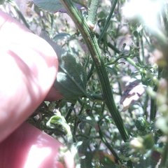 Baccharis multiflora