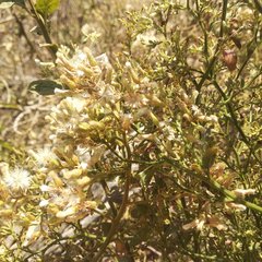 Baccharis multiflora