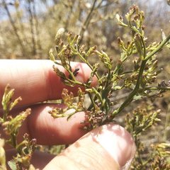 Baccharis multiflora