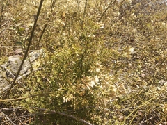 Baccharis multiflora