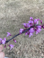Cercis canadensis canadensis