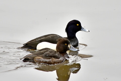 Aythya fuligula