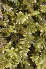 Ctenidium molluscum