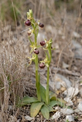 Ophrys sphegodes provincialis