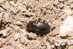 Abax parallelepipedus