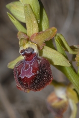 Ophrys sphegodes provincialis