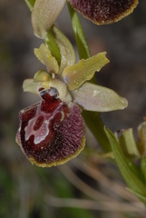 Ophrys sphegodes provincialis