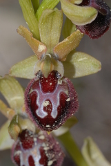 Ophrys sphegodes provincialis