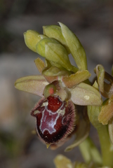 Ophrys sphegodes provincialis