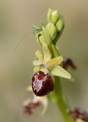 Ophrys sphegodes provincialis