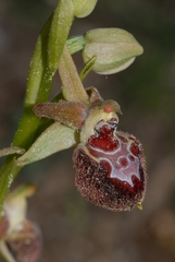 Ophrys sphegodes provincialis