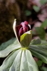 Trillium stamineum