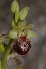 Ophrys sphegodes provincialis