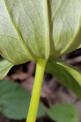 Trillium stamineum