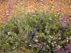 Serruria gremialis