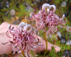 Serruria gremialis