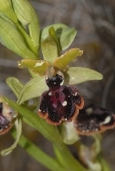 Ophrys sphegodes passionis