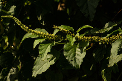 Phytolacca dodecandra image