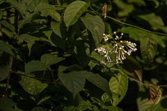 Clerodendrum johnstonii
