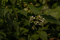 Clerodendrum johnstonii