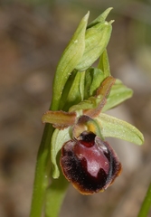 Ophrys sphegodes provincialis