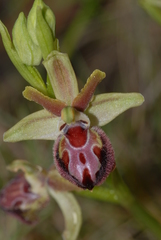 Ophrys sphegodes provincialis