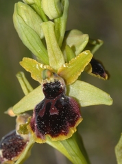 Ophrys sphegodes passionis