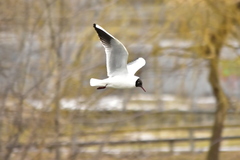 Chroicocephalus ridibundus