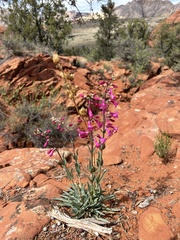 Penstemon confusus