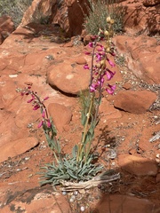 Penstemon confusus