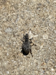 Tanymecus confusus