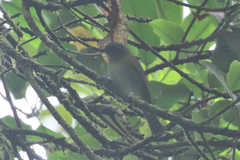 Chlorospingus canigularis