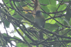 Chlorospingus canigularis