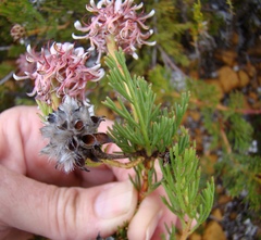 Serruria gremialis