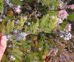 Serruria gremialis