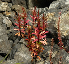 Epilobium brevipes