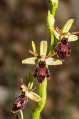 Ophrys × hybrida