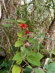 Pseudogynoxys chenopodioides