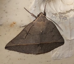 Argyrostrotis flavistriaria