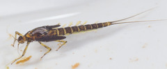 Baetis brunneicolor
