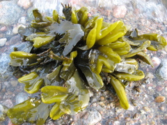Fucus distichus evanescens