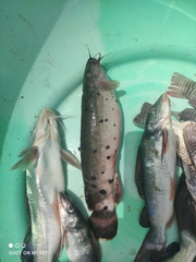 Malapterurus electricus