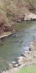 Myocastor coypus