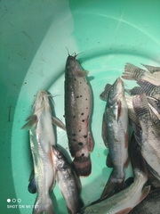 Malapterurus electricus