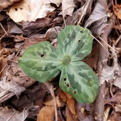 Trillium stamineum