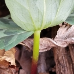 Trillium stamineum