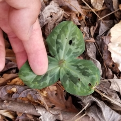 Trillium stamineum