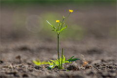 Ranunculus cassubicus