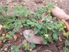 Medicago lupulina