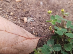 Medicago lupulina